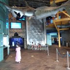 Free Admission at the Audubon Aquarium of the Americas with SNAP EBT Card