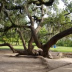 A New Orleans Oak Tree named “Lady Lola”