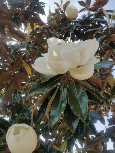 Scent of New Orleans, Magnolia, Flowers