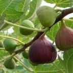 “Uprooting Gentrification: A Fig Tree’s Tale of Resilience and Cultural Preservation”